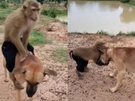 Viral animal video