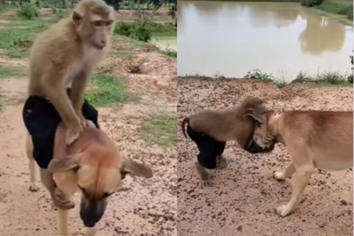 Viral animal video Viral animal video