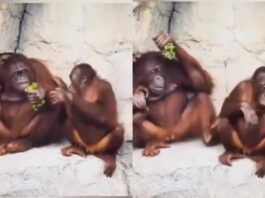 Viral animal video