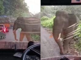 Viral animal video