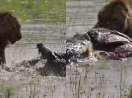 Viral animal video