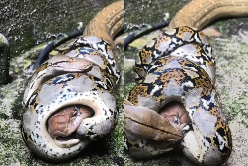 Animal Viral Video: Deadly Battle between two Pythons can give Goosebumps to many; Watch to know who wins