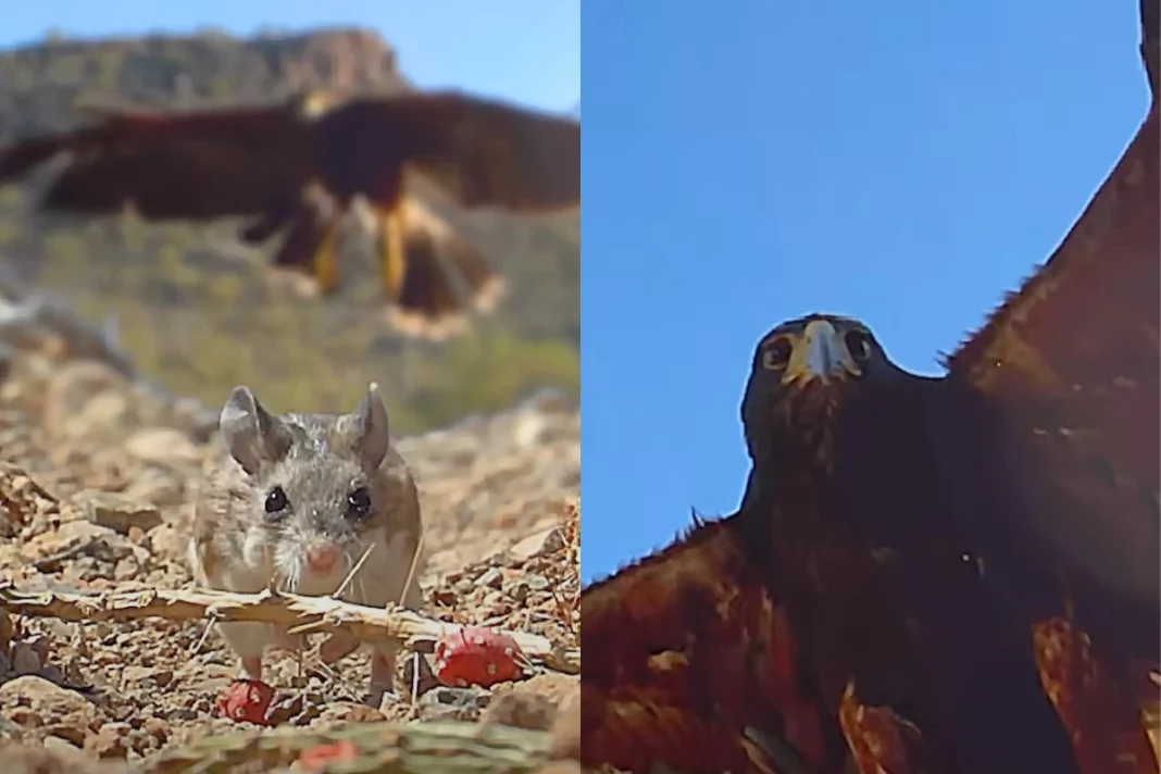 Viral Animal Video: A Hawk and Mouse Chase That's Sure to Give You Goosebumps, Watch to Know Who Wins