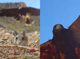 Viral Animal Video: A Hawk and Mouse Chase That's Sure to Give You Goosebumps, Watch to Know Who Wins