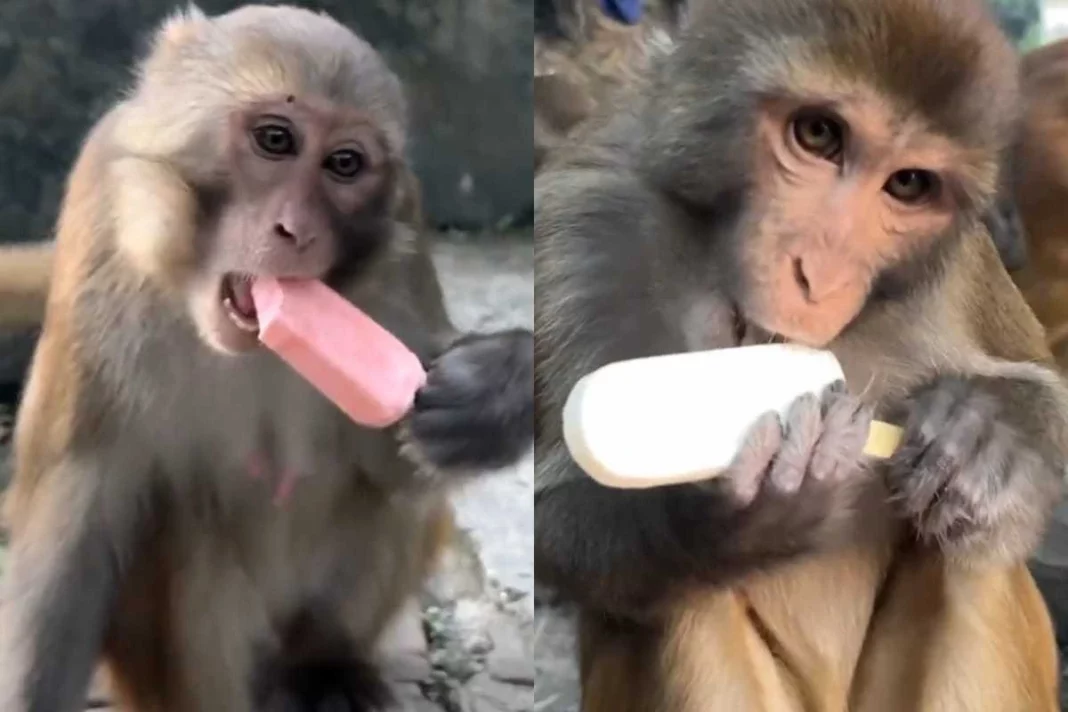 Viral Animal Video: A never seen before party! Video of Monkeys feasting on Ice-cream goes viral