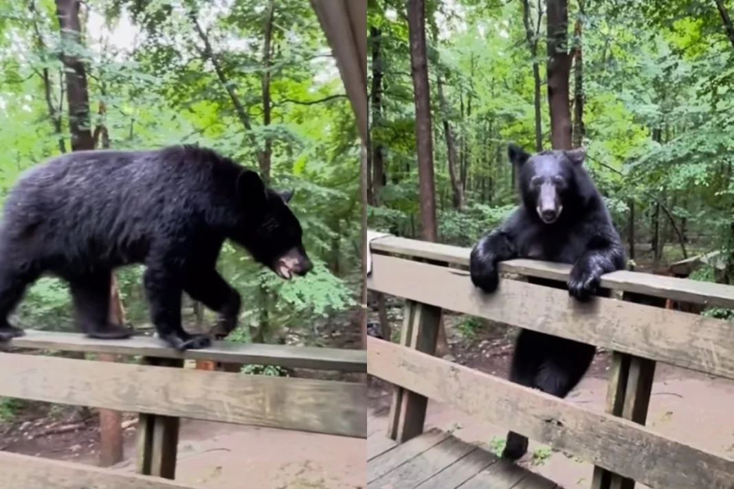 Viral Animal Video: Adorable! Bear follows Women's instruction to the T! Netizens Can't Believe, watch