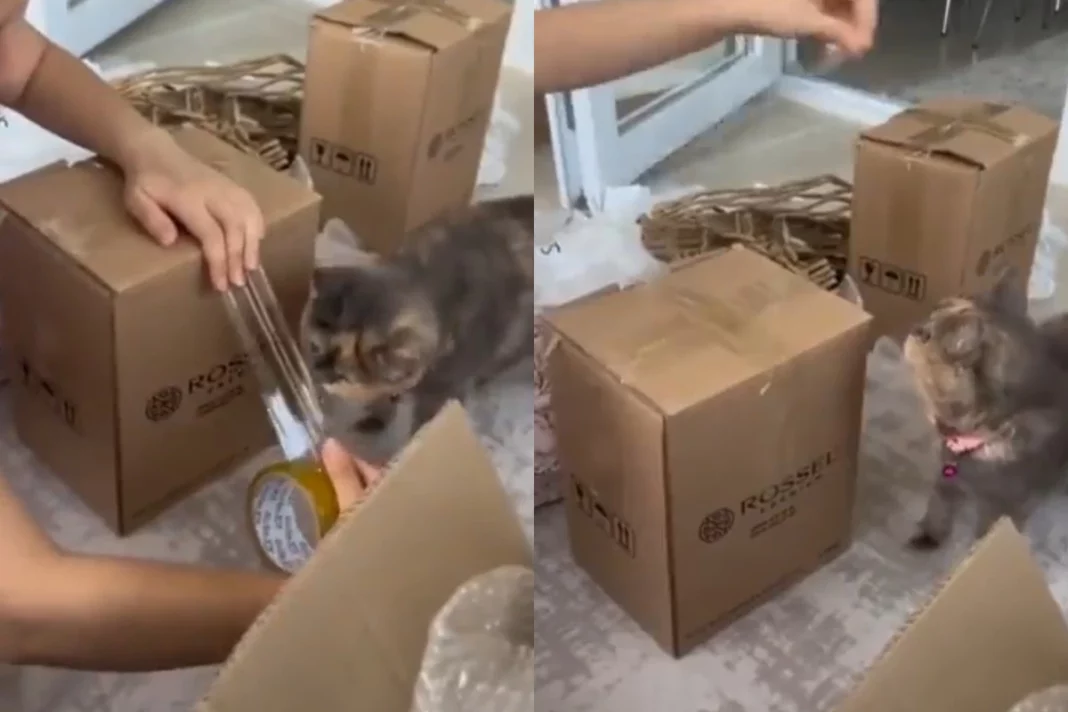 Viral Animal Video: Cute cat helps pack cartons effortlessly with human, watch unbelievable video