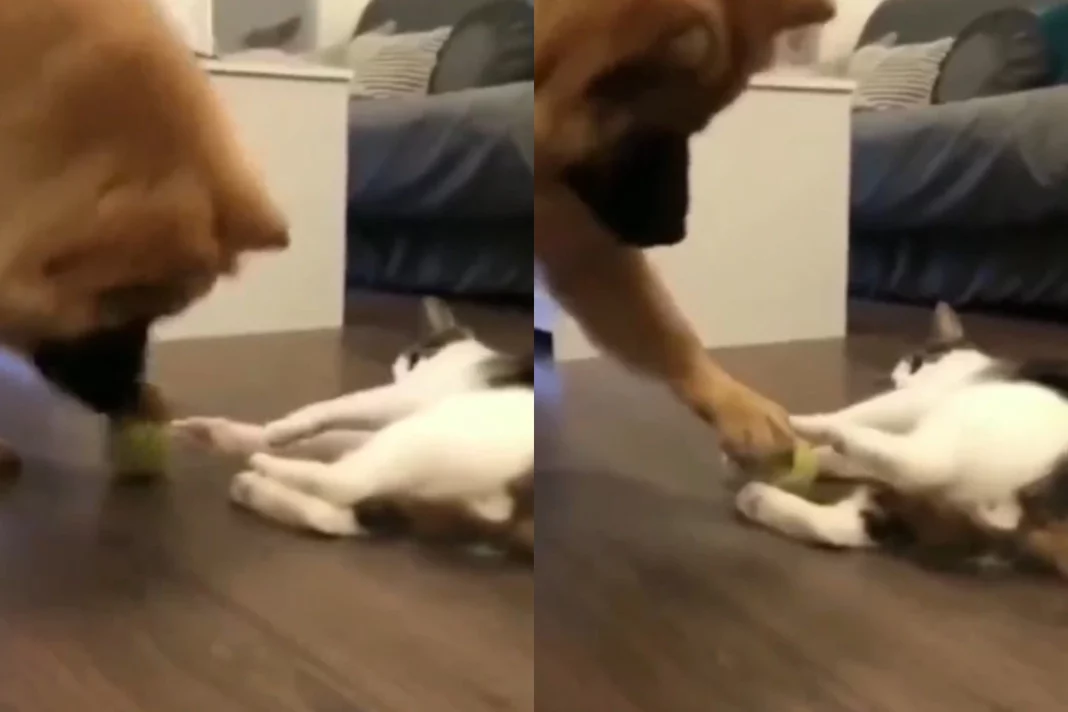 Viral Animal Video: Dog & cat fight over a ball; Big brother has to give in! Watch how it happened
