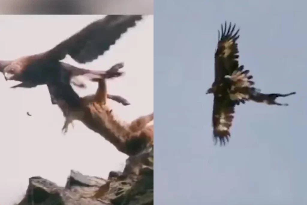 Viral Animal Video: Done to perfection! In flight Eagle captures Deer from a hill top; Watch how it happened