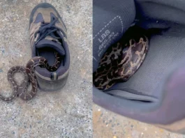 Viral Animal Video: Scary! Be careful when you wear your shoes next time; watch how this Snake sneaks into the shoe