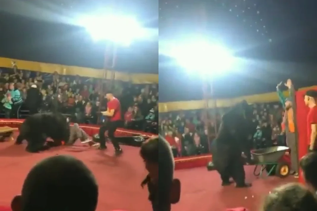 Viral Animal Video: Shocking! Circus bear attacks handler in the midst of show; Watch to know what happens