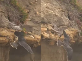 Viral Video of a Baby Peregrine Falcon steals food from its MotherBaby Peregrine Falcon steals food from its Mother