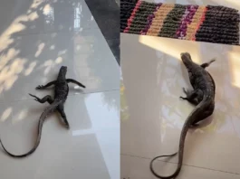 Viral Animal Video: Big Fat Lizard Sneaks inside a House, Breaks into a Dance; Watch
