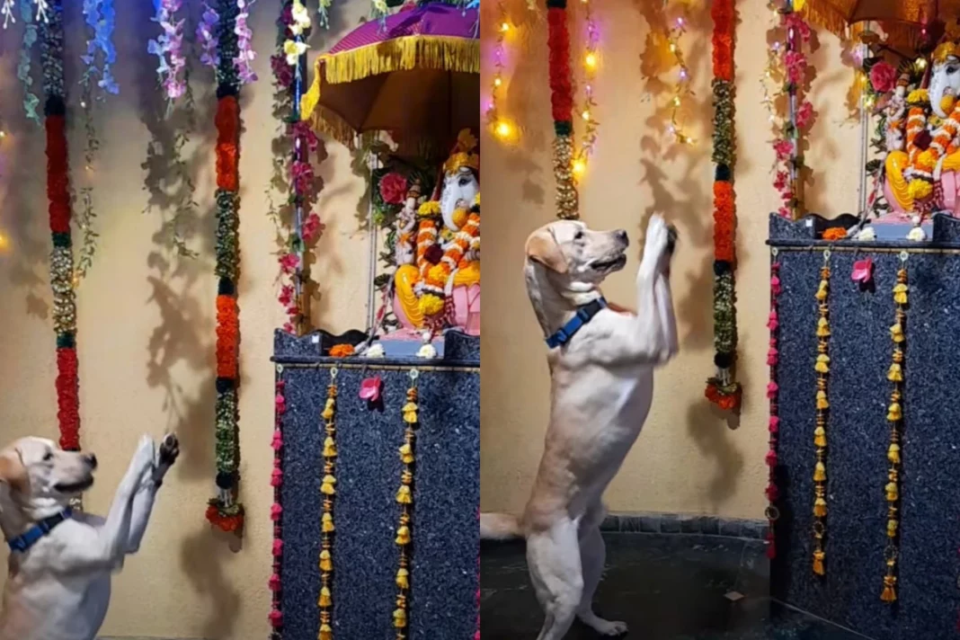 Viral Video of a dog praying to Ganpati Bappa