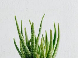 Aloe Vera9