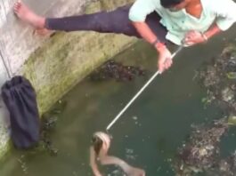 Animal Viral Video