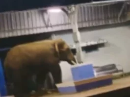 Animal Viral Video