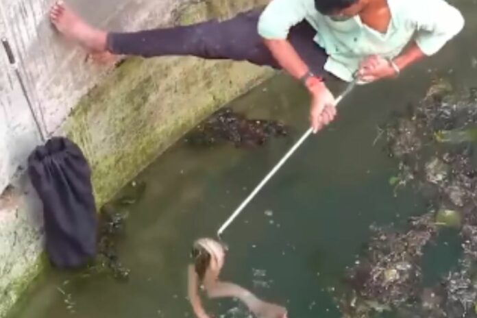 Animal Viral Video Animal Viral Video