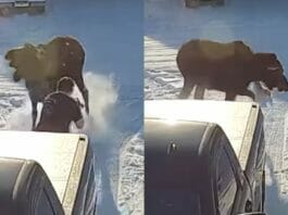Animal Viral Video