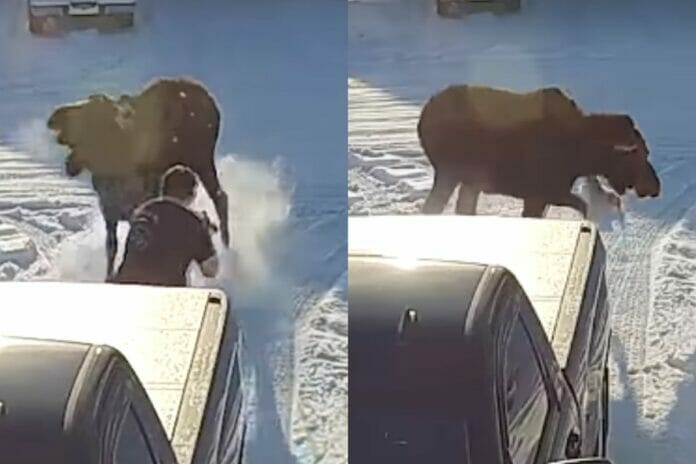 Animal Viral Video