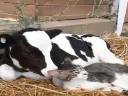 Animal Viral Video