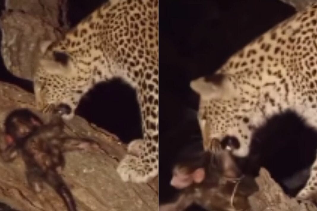 Animal Viral Video