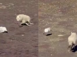 Animal Viral Video