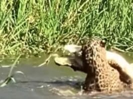 Animal Viral Video