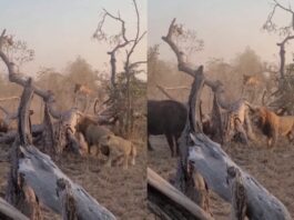 Animal Viral Video