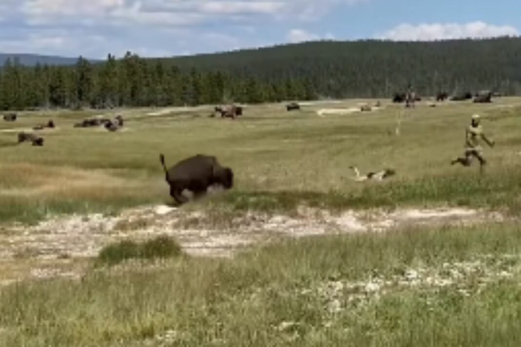 Animal Viral Video