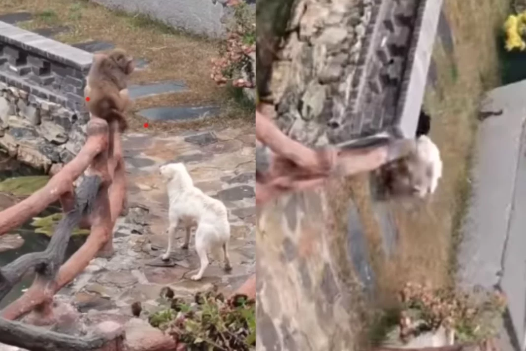 Animal Viral Video
