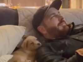 Animal Viral Video