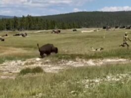 Animal Viral Video