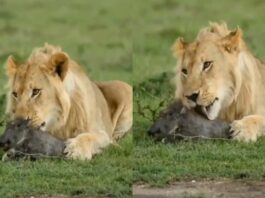 Animal Viral Video