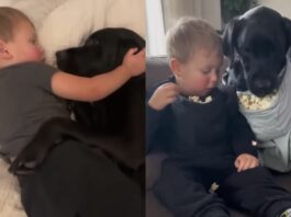 Animal Viral Video