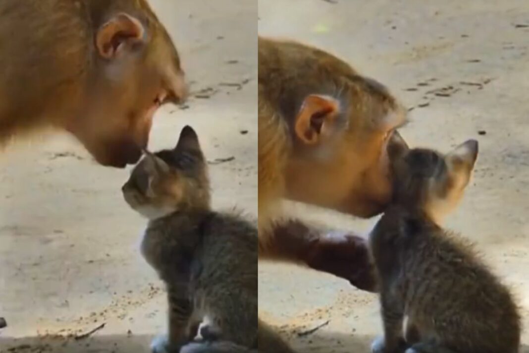 Animal Viral Video