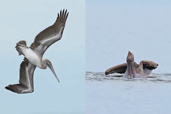 Animal Viral Video Animal Viral Video