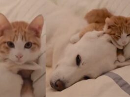 Animal Viral Video