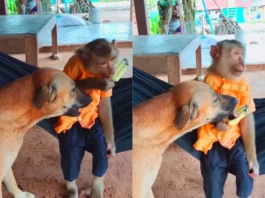Animal Viral Video