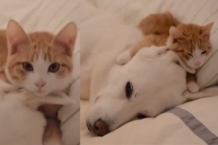 Animal Viral Video