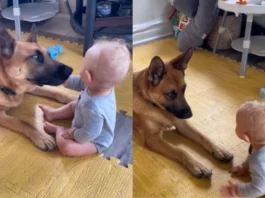 Animal Viral Video