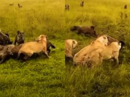 Animal Viral Video