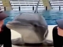 Animal Viral Video