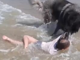 Animal viral video