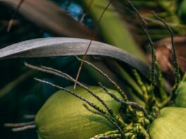 Coconut