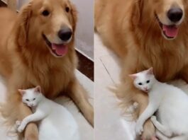 Animal Viral Video