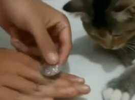 Animal Viral Video