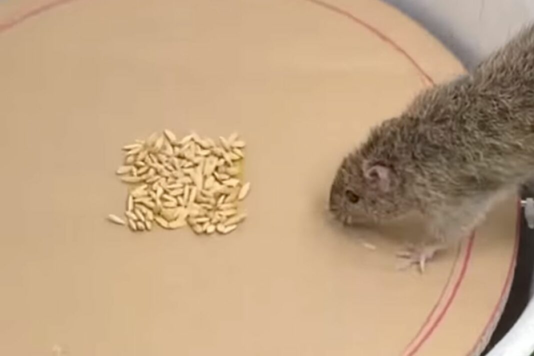 Animal Viral Video
