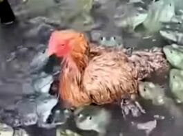 Viral Animal Video