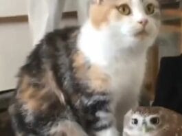 Animal Viral Video